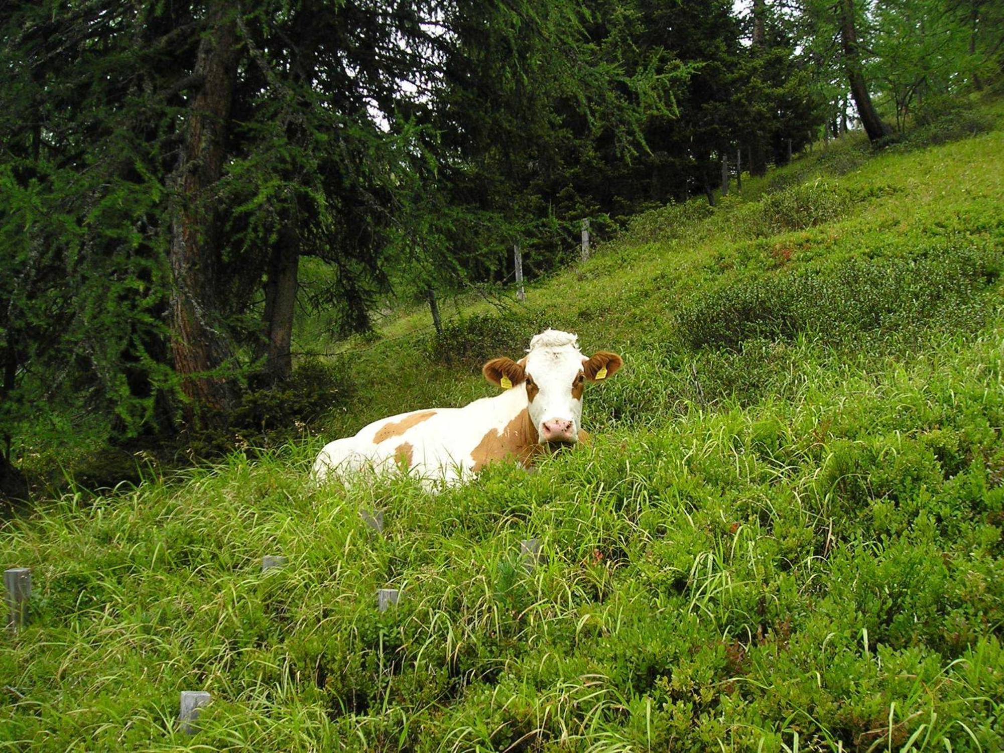 Bauernhof Grussberggut Villa Bad Hofgastein Ngoại thất bức ảnh